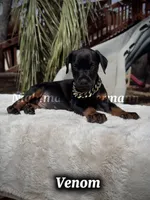 Venom, a male Doberman Pinscher for sale in Madera, CA – 5 of 8