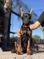 Kano, a male Doberman Pinscher for sale in Madera, CA – 3 of 5
