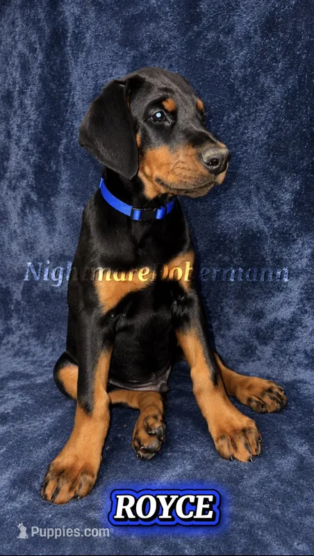 Royce  – Doberman Pinscher puppy for sale in Madera, CA