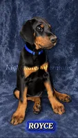 Royce , a male Doberman Pinscher for sale in Madera, CA – 1 of 3