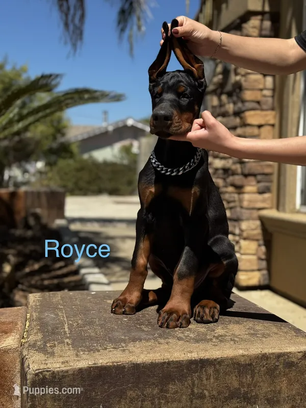 Royce  – Doberman Pinscher puppy for sale in Madera, CA