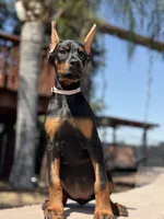 Sonya, a female Doberman Pinscher for sale in Madera, CA – 2 of 5