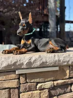 Katana, a female Doberman Pinscher for sale in Madera, CA – 6 of 6