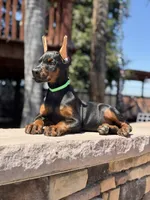 Jade, a female Doberman Pinscher for sale in Madera, CA – 3 of 5