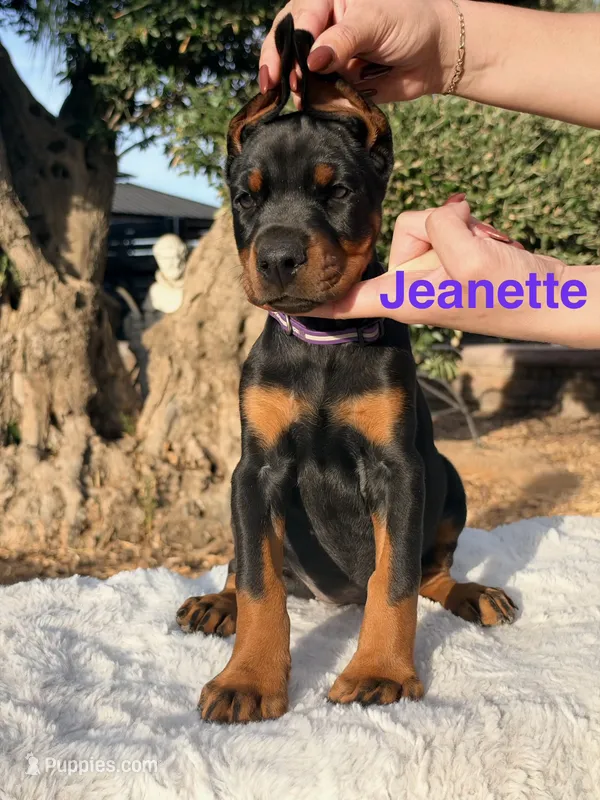 Jeanette – Doberman Pinscher puppy for sale in Madera, CA