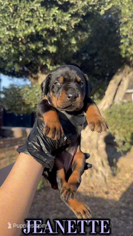 Jeanette – Doberman Pinscher puppy for sale in Madera, CA