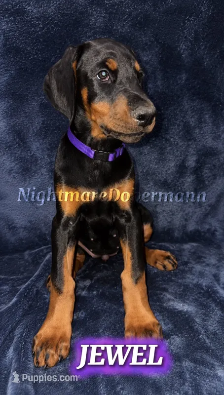 Jewel  – Doberman Pinscher puppy for sale in Madera, CA