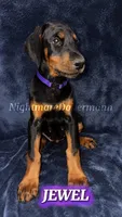 Jewel , a female Doberman Pinscher for sale in Madera, CA – 1 of 3