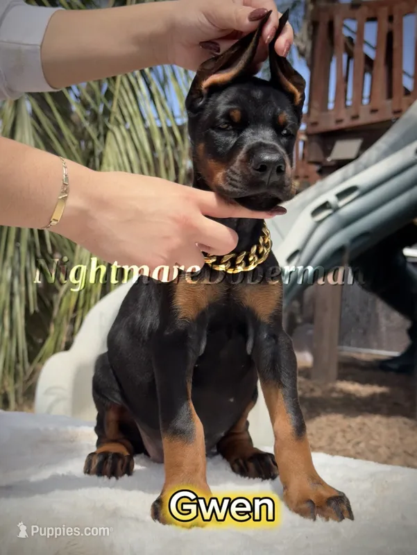 Gwen – Doberman Pinscher puppy for sale in Madera, CA