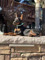 Katana, a female Doberman Pinscher for sale in Madera, CA – 5 of 6