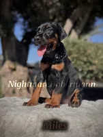 Miles, a male Doberman Pinscher for sale in Madera, CA – 3 of 8