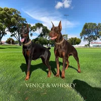 Royce , a male Doberman Pinscher for sale in Madera, CA – 5 of 5