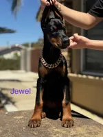 Jewel, a female Doberman Pinscher for sale in Madera, CA – 2 of 5
