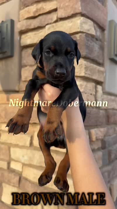 Brown , a male Doberman Pinscher for sale in Madera, CA – 2 of 3