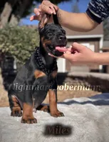 Miles, a male Doberman Pinscher for sale in Madera, CA – 2 of 8