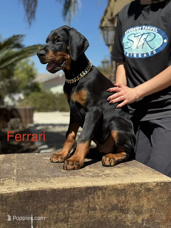 Ferrari  – Doberman Pinscher puppy for sale in Madera, CA