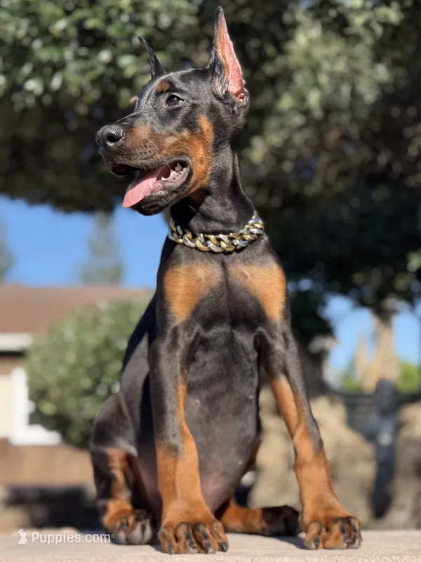 Kano – Doberman Pinscher puppy for sale in Madera, CA