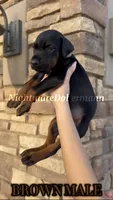 Brown , a male Doberman Pinscher for sale in Madera, CA – 1 of 3