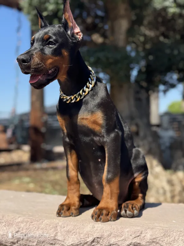 Jade – Doberman Pinscher puppy for sale in Madera, CA