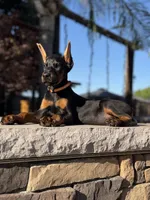 Kano, a male Doberman Pinscher for sale in Madera, CA – 4 of 5