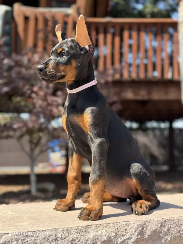 Sonya – Doberman Pinscher puppy for sale in Madera, CA
