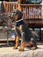 Sonya, a female Doberman Pinscher for sale in Madera, CA – 1 of 5