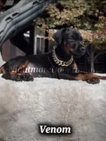 Venom, a male Doberman Pinscher for sale in Madera, CA – 7 of 8