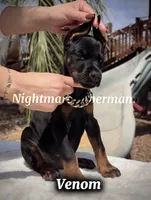 Venom, a male Doberman Pinscher for sale in Madera, CA – 2 of 8