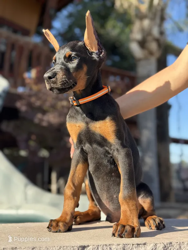 Kano – Doberman Pinscher puppy for sale in Madera, CA
