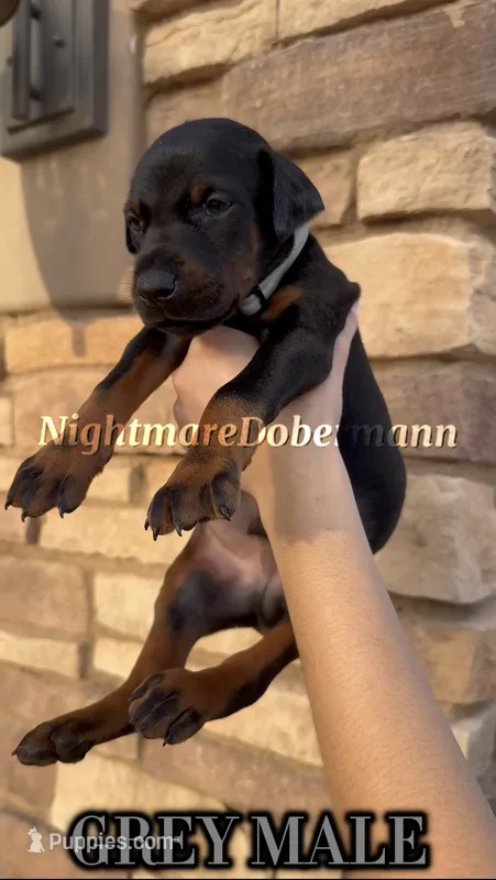 Gray – Doberman Pinscher puppy for sale in Madera, CA