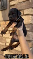 Gray, a male Doberman Pinscher for sale in Madera, CA – 1 of 3