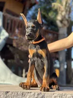 Kano, a male Doberman Pinscher for sale in Madera, CA – 2 of 5