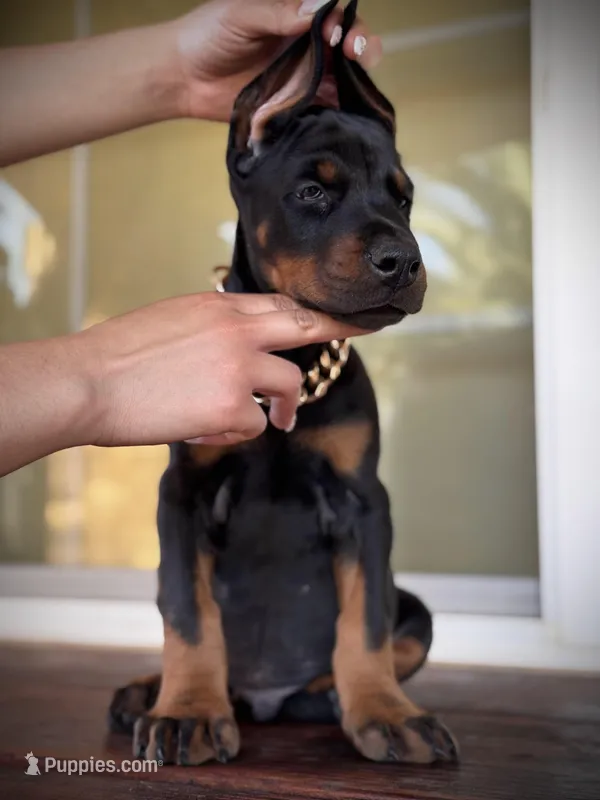 McLaren  – Doberman Pinscher puppy for sale in Madera, CA