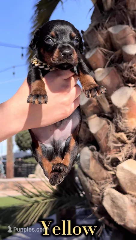 ‼️Black/rust male‼️ – Doberman Pinscher puppy for sale in Madera, CA