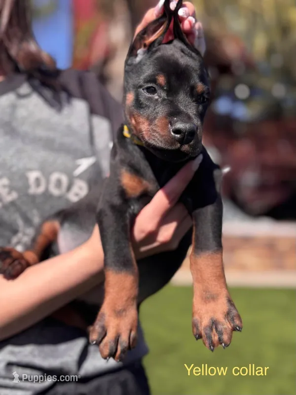 McLaren  – Doberman Pinscher puppy for sale in Madera, CA