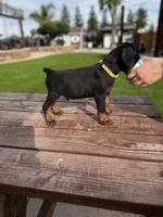 McLaren , a male Doberman Pinscher for sale in Madera, CA – Photo 1 of 2