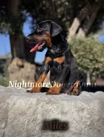 Miles, a male Doberman Pinscher for sale in Madera, CA – 4 of 8