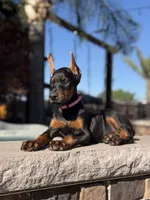 Mileena, a female Doberman Pinscher for sale in Madera, CA – 3 of 6