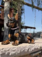 Sonya, a female Doberman Pinscher for sale in Madera, CA – 5 of 5