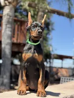 Jade, a female Doberman Pinscher for sale in Madera, CA – 2 of 5