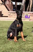 MJ, a female Doberman Pinscher for sale in Madera, CA – 4 of 6