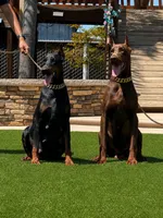 May, a female Doberman Pinscher for sale in Madera, CA – 3 of 3