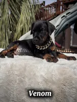 Venom, a male Doberman Pinscher for sale in Madera, CA – 6 of 8
