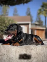 Miles, a male Doberman Pinscher for sale in Madera, CA – 5 of 8