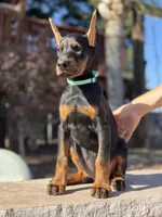 Katana, a female Doberman Pinscher for sale in Madera, CA – 3 of 6