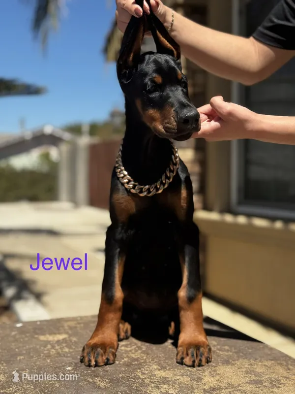 Jewel  – Doberman Pinscher puppy for sale in Madera, CA