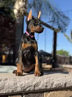 Mileena, a female Doberman Pinscher for sale in Madera, CA – 2 of 6