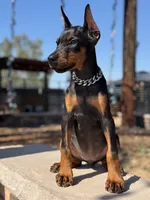 MIRACLE, a female Doberman Pinscher for sale in Madera, CA – 1 of 5