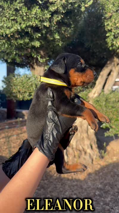 Eleanor, a female Doberman Pinscher for sale in Madera, CA – 2 of 3