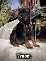 Venom, a male Doberman Pinscher for sale in Madera, CA – 3 of 8